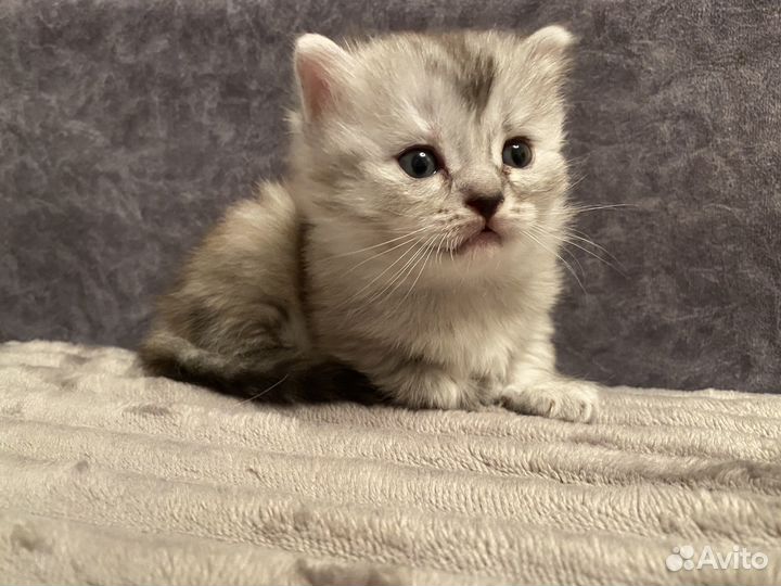 Шотладский котенок