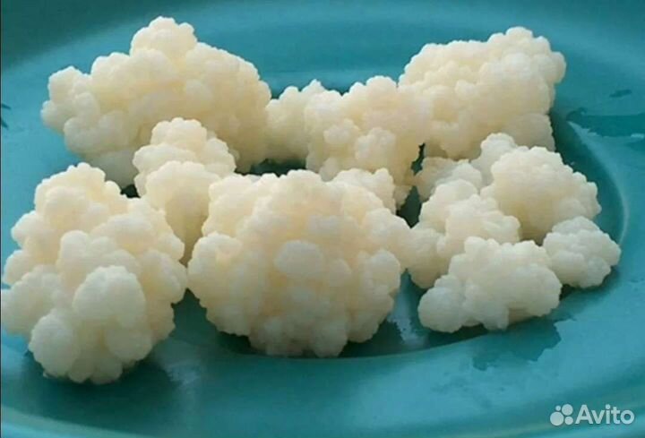 Тибетский молочный гриб