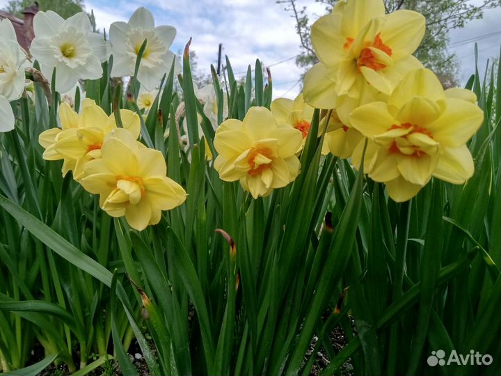 Луковицы нарциссов