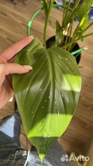 Каллы комнатные