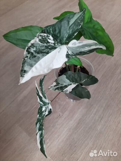 Комнатные цветы Сингониум