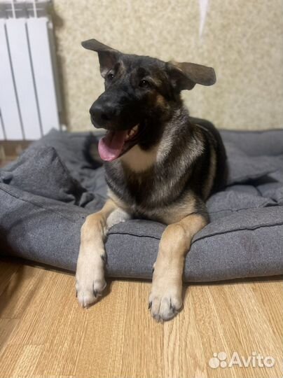 Метис, восточноевропейской овчарки