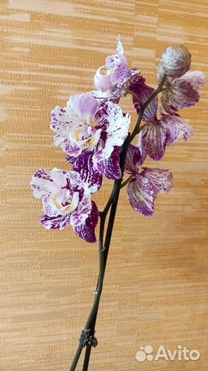 Орхидея фаленопсис Art Nouveau бабочка