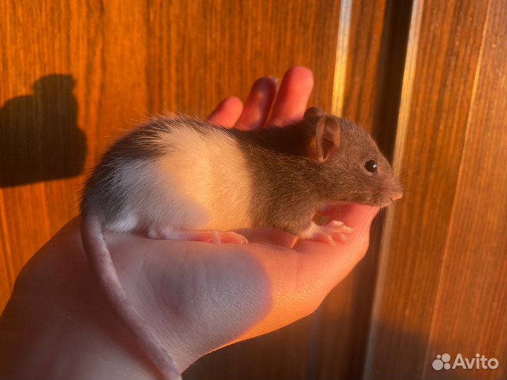 Крыса дамбо