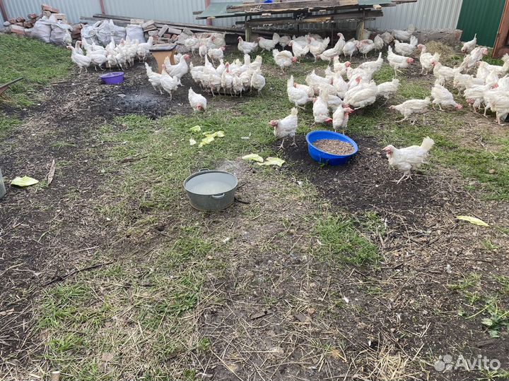 Куры несушки продам