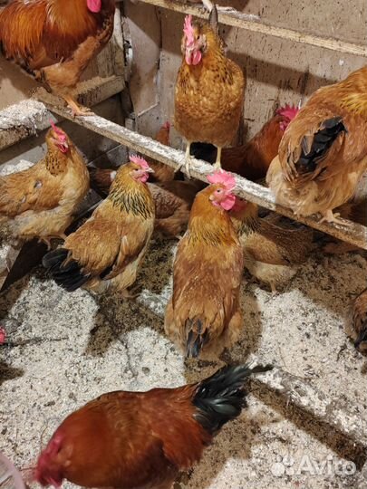 Кучинская юбилейная