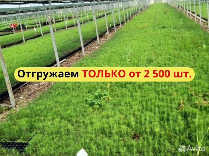 Саженцы сосны обыкновенной зкс