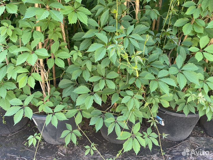 Девичий виноград 3 метра+ в горшках 40 литров