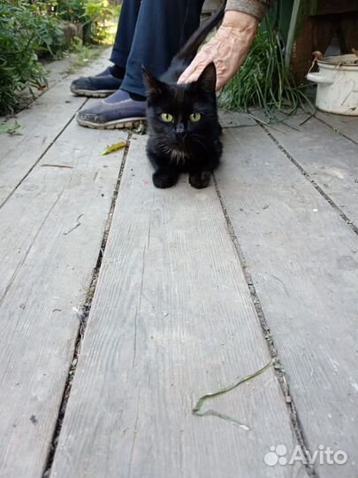 Кошка в дар
