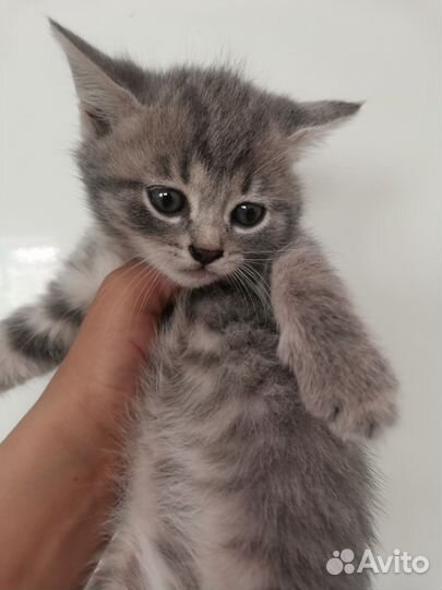 Котята 2 месяца