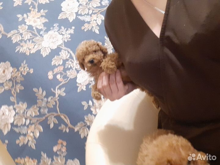 Мальтипу Мини-Микро f1 ф1 Тикап москвичи