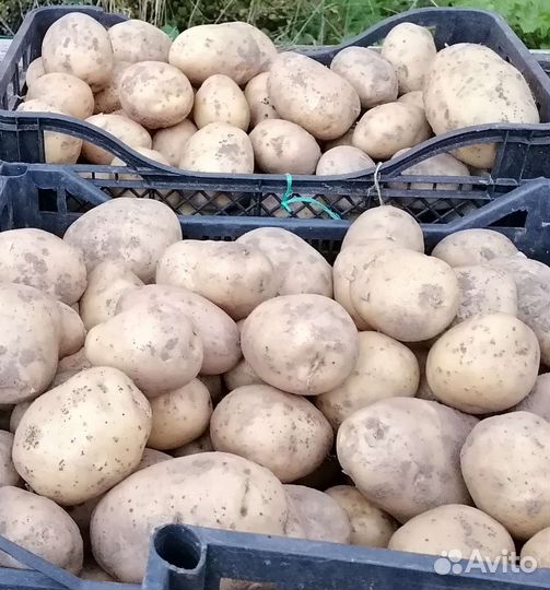 Картофель домашний
