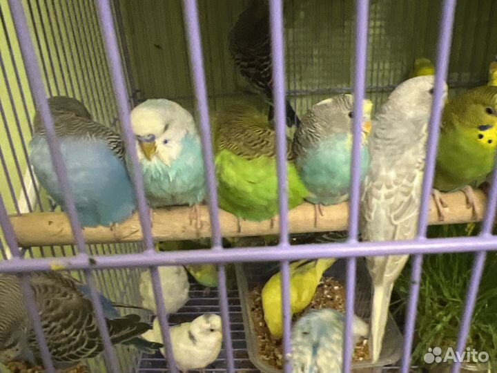 Волнистый попугай