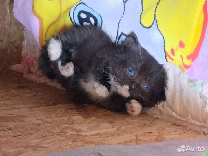 Отдаем В самые добрые И ответственные руки