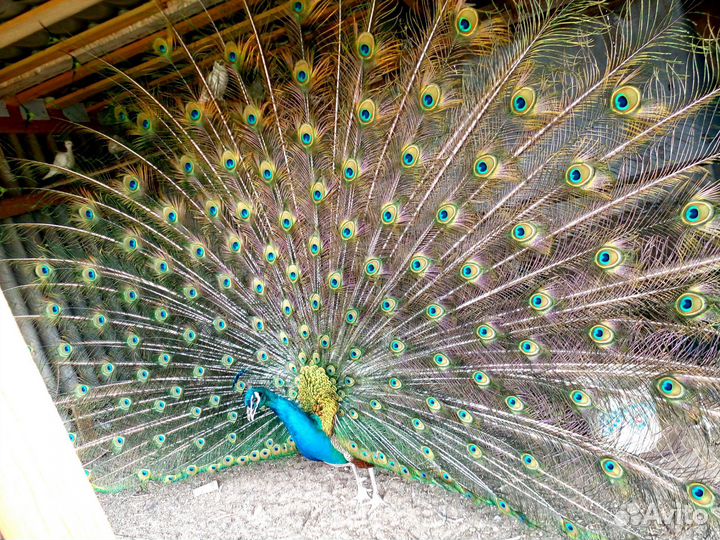 Индийский павлин