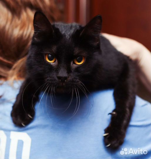 Кошка в дар