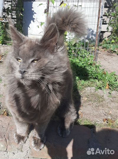 Котята мейн-кун