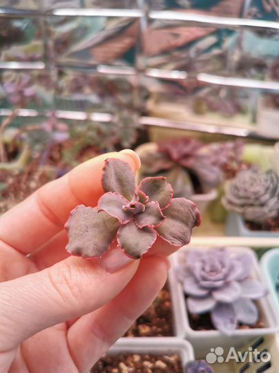 Суккулент Echeveria Painted Frills