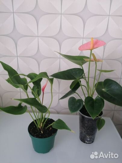 Антуриум лили и спирит деленки