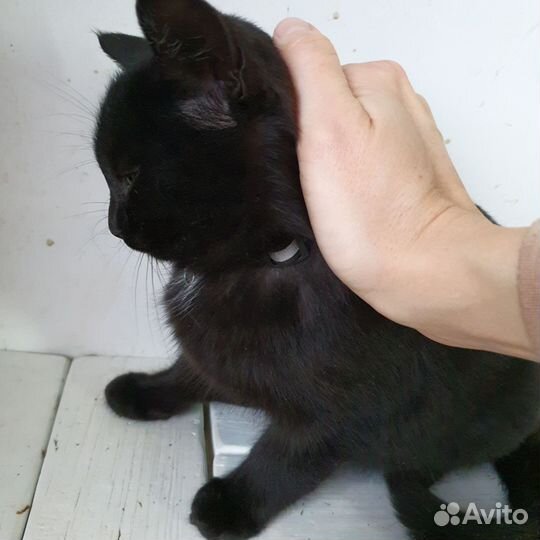 Котёнок черный 4 месяца