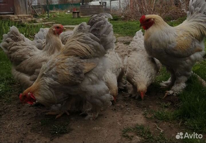 Яйцо икубационное Брама Изабель