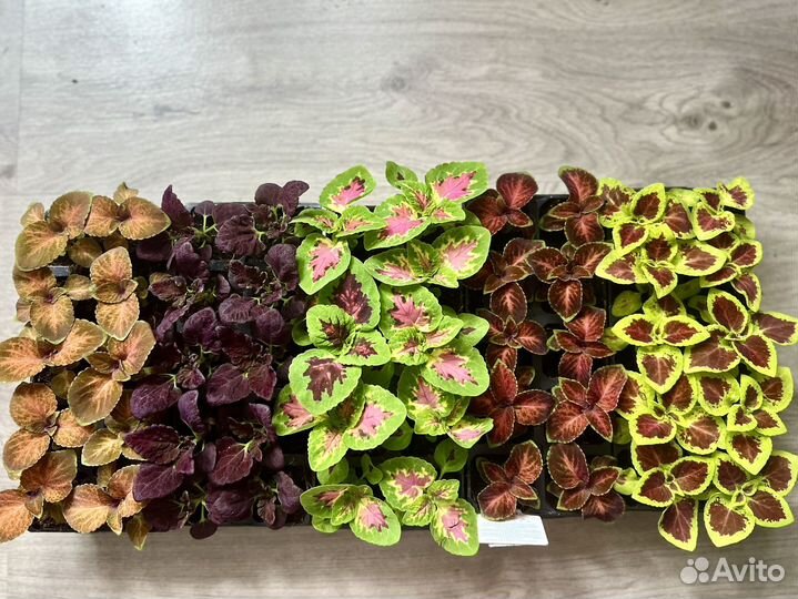 Колеусы сортовые рассада, koleos, крапивка