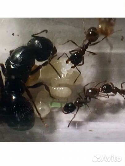 Муравьи-огромные-жнецы (Messor Capitatus)