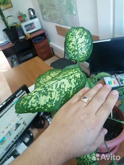 Диффенбахия баузе