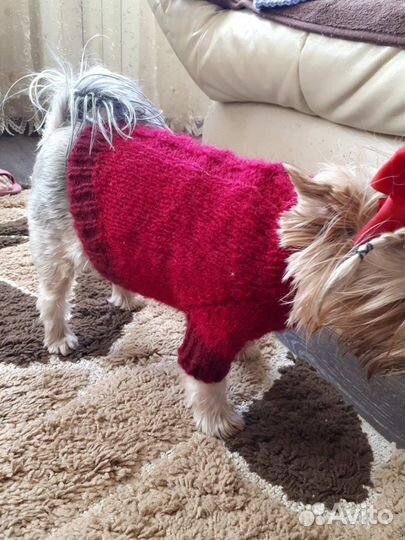 Одежда для собак