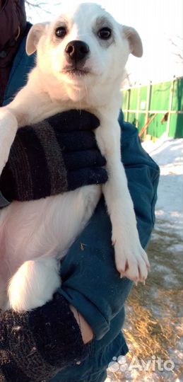 Щенок в добрые руки