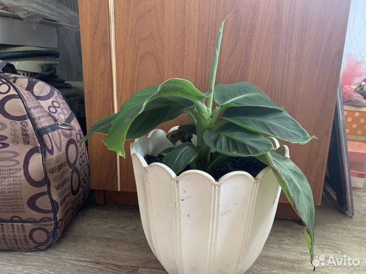 Карликовый банан