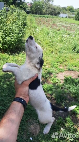 Отдам в добрые руки щенков 2 месяца