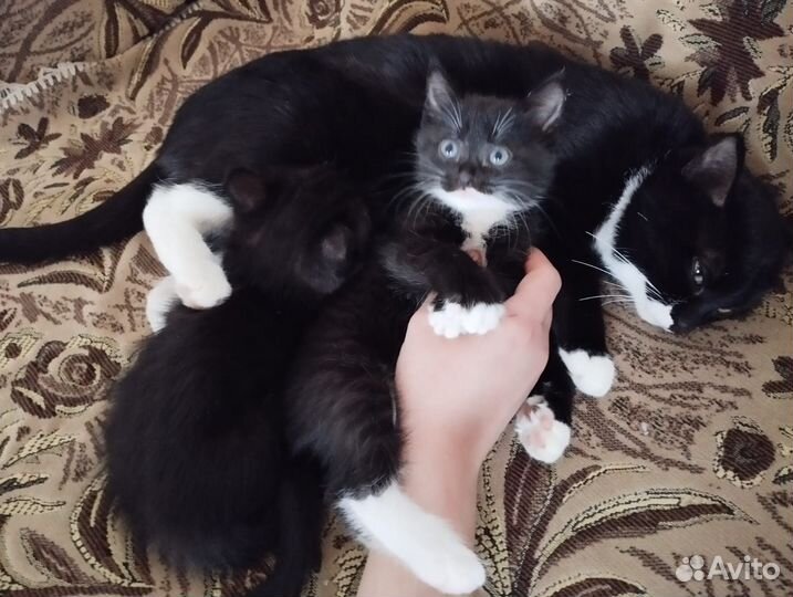 Отдам в добрые руки домашних игривых котят