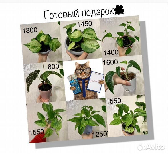 Сциндапсус: Энджой,Пиктус,Марбл Эппл; Спатифиллум