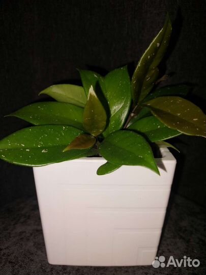 Хойя карноза