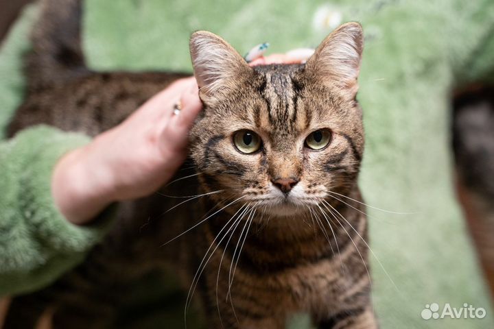 Кот Матвей в добрые руки