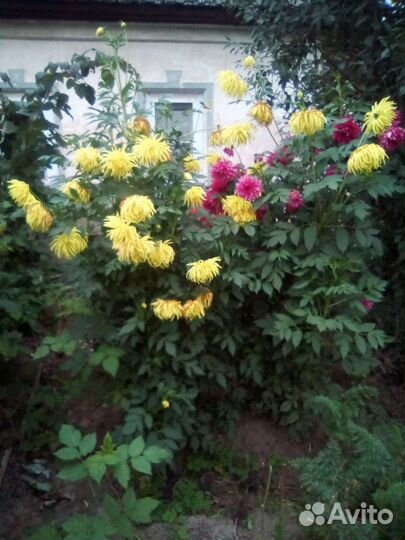 Георгины клубни