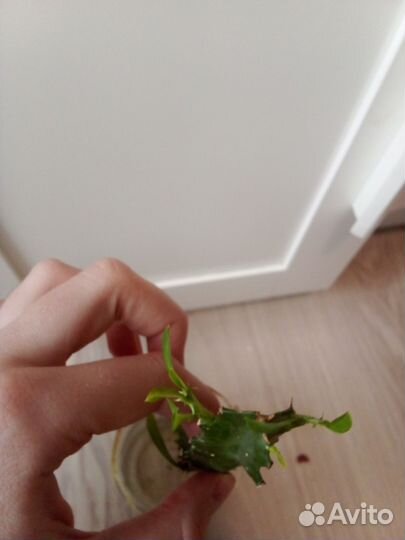 Молочай трёхграный