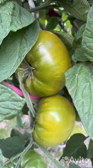 Семена томатов