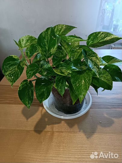 Сциндапсус марбл квин