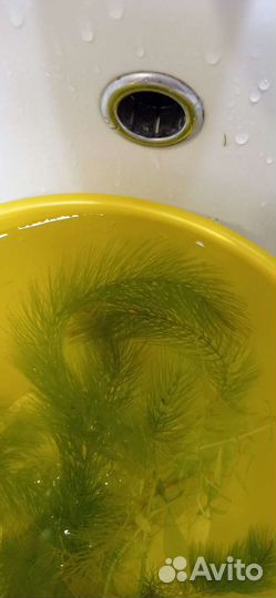 Водоросли для аквариума