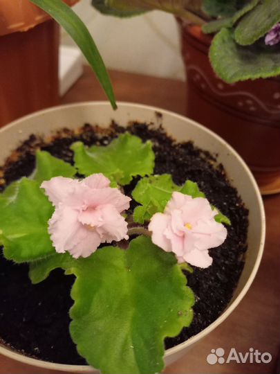 Цветы комнатные