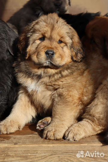 Тибетский мастиф