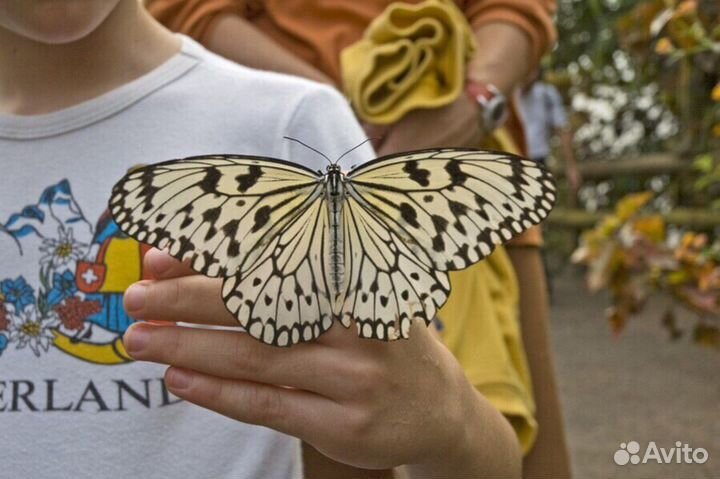 Живые бабочки и Фермы бабочек Ростов