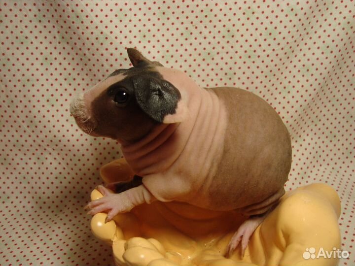 Морские свинки скинни