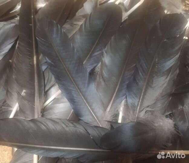Перья чёрного ворона