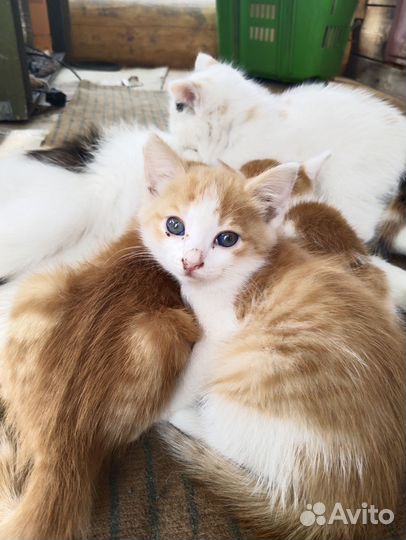Отдам котят