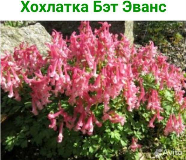 Физостегия,каприфоль,хохлатка,пиретрум,фиалка