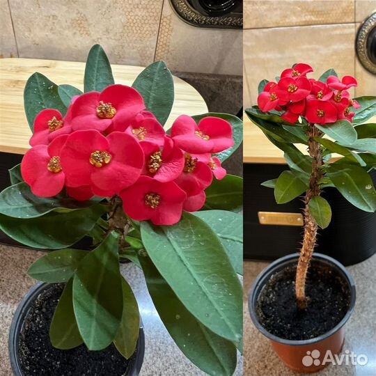 Хойя,Бугенвиллия,Молочай,папоротник,аглаонема, гиб