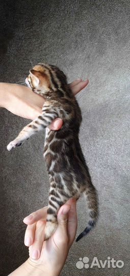 Бенгальские котята